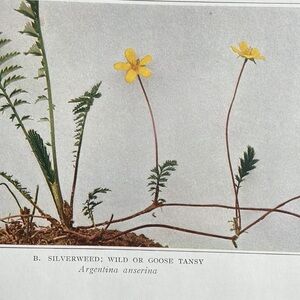 🌹 20 for  $20 Botanical Plant Print Original over 100 years old Vintage Art